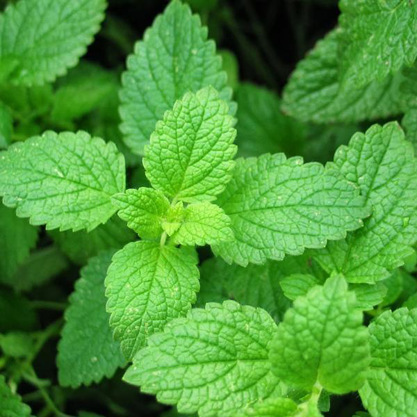 Benih Mint Papermint