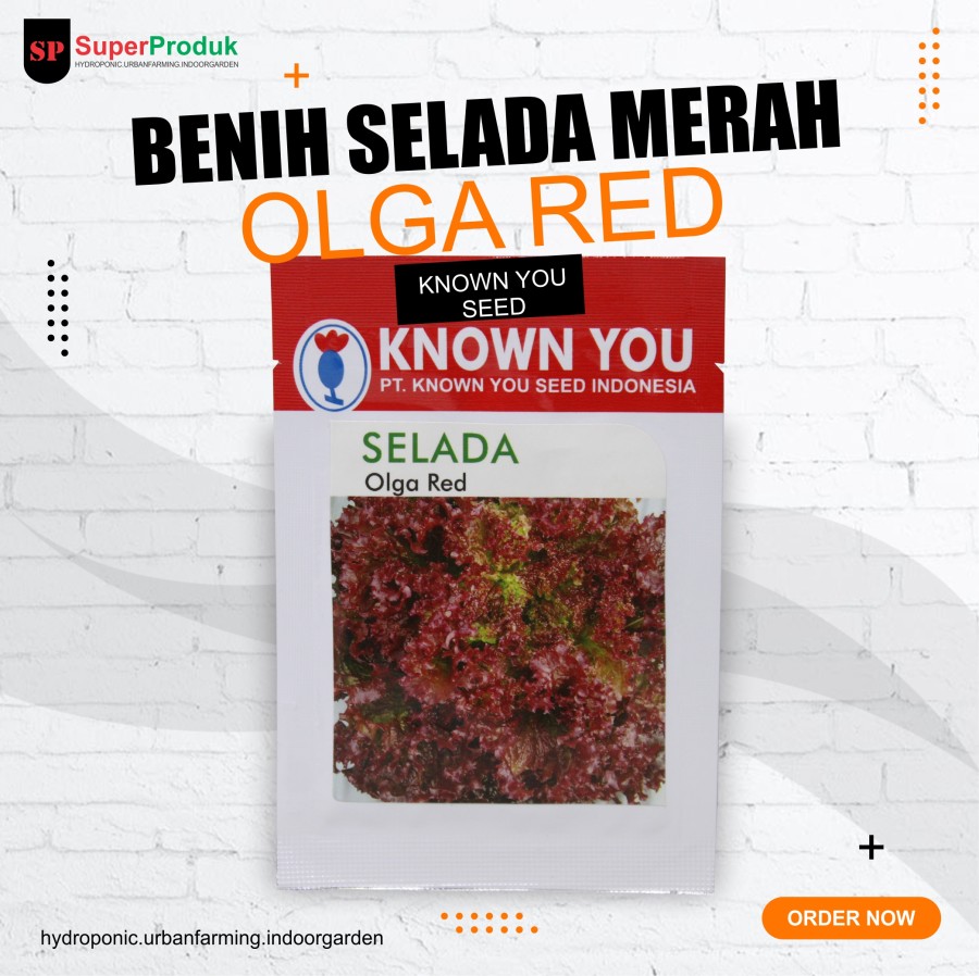 Benih-Bibit Selada Merah-Olga Red-Known You
