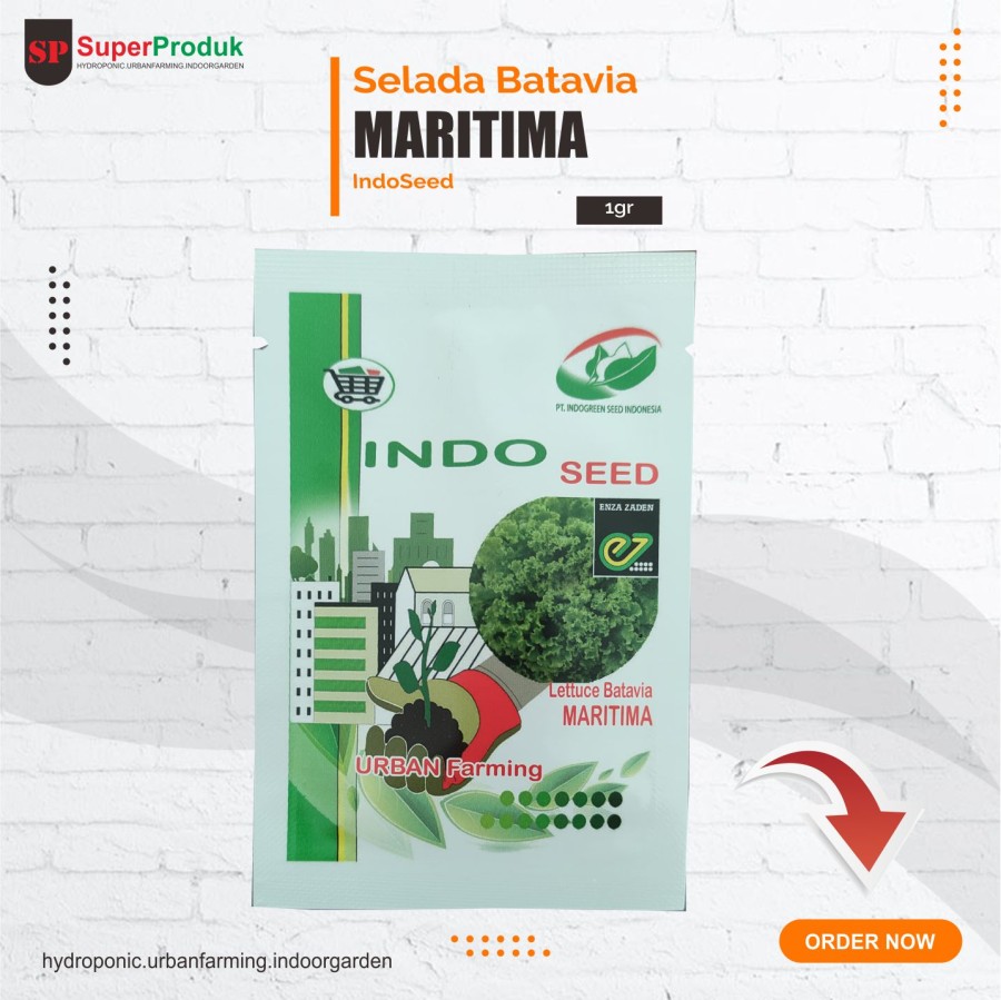 Benih Selada Maritima 1gr Enza-Indoseed