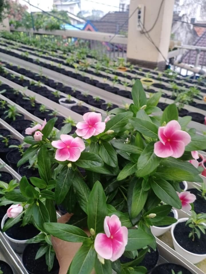 Nutrisi Hidroponik ABMIX AGRIFAM General Bunga Kemasan 1Liter