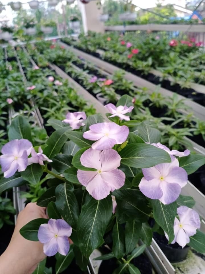 Nutrisi Hidroponik ABMIX AGRIFAM General Bunga Kemasan 1Liter