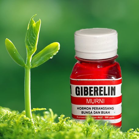 Hormon ZPT Giberelin 60ml