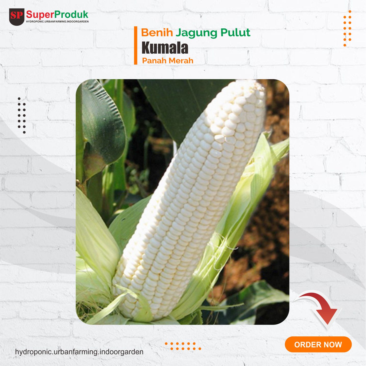 Benih Jagung Pulut Kumala F1 Jagung Manis Panah merah