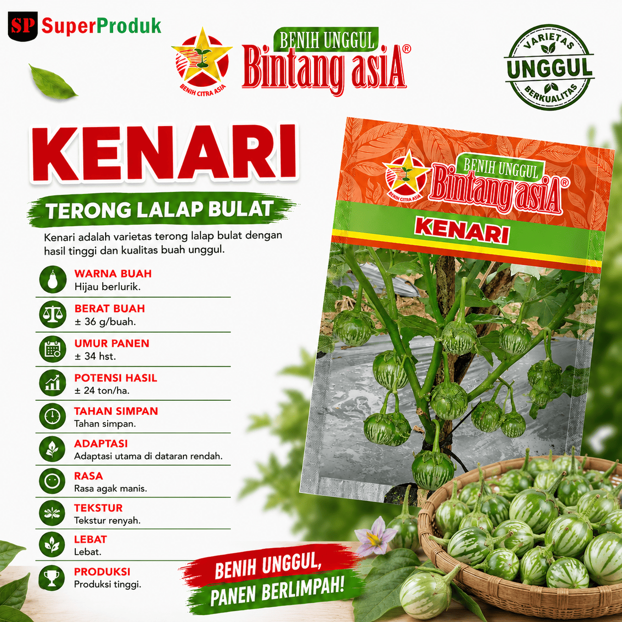 Benih Kenari