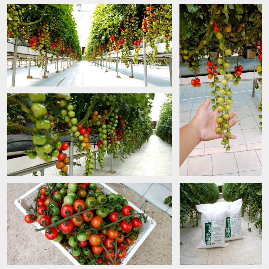Nutrisi Hidroponik Ab mix Tomat 90 Liter Agrifam