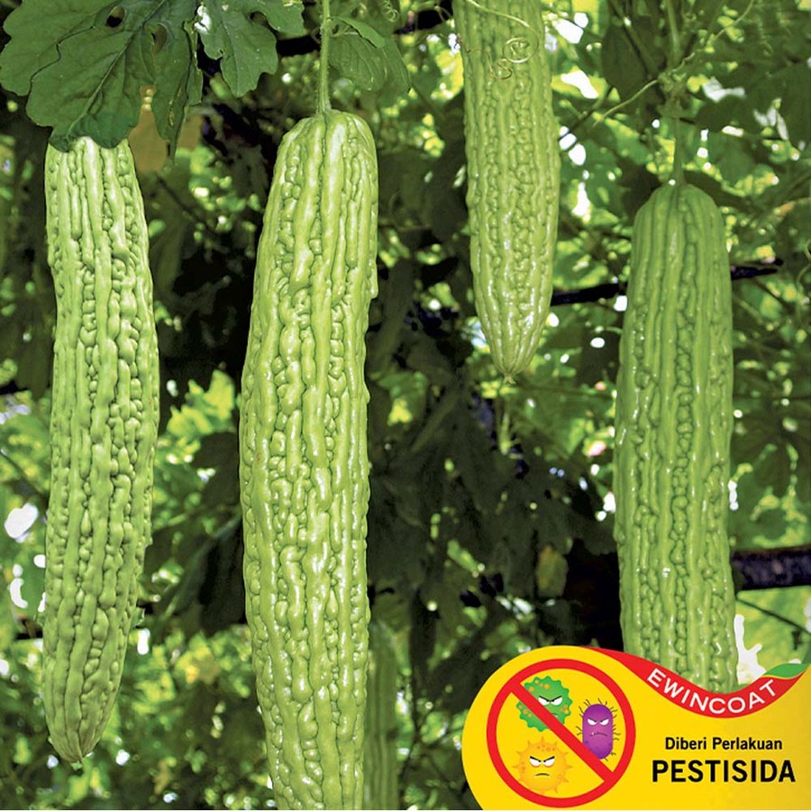 Benih Paria Raden Pare Raden Cap Panah merah