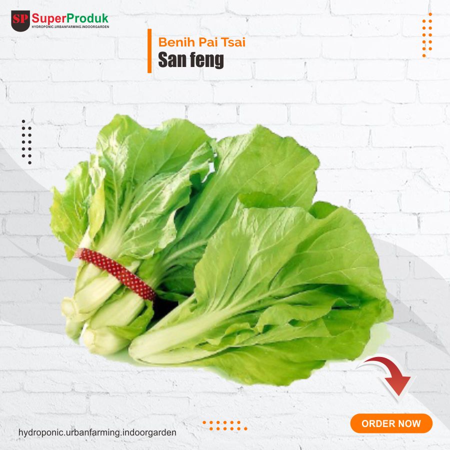 Benih San feng KYS benih sawi keriting pai tsai